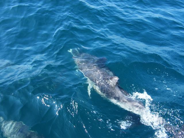 The Original Dolphin Safari Gibraltar