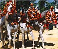Horses at the local Festivals
