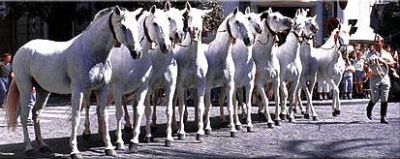 Horses of Baja Andalucia, the origins of the Spanish Riding School