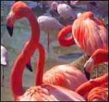 Flamingos in La Donana Natural Park, Cadiz
