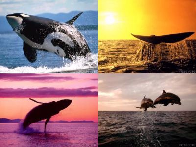 Watch Whales and Dolphins at Tarifa, La Linea or Gibraltar Only about 1 hour from Casa de Alhambra, La Barossa, Andalucia